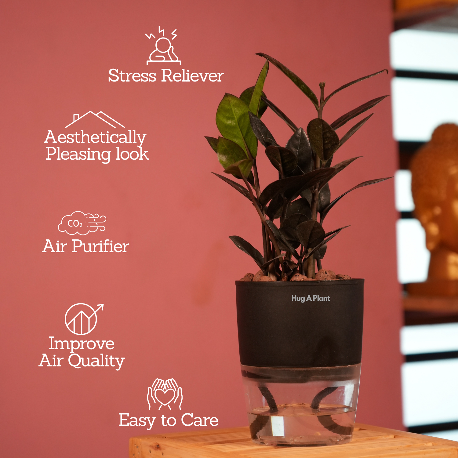 Zamioculcas Raven / Black ZZ Plant (Zamioculcas zamiifolia)- Live Plant (With Self-Watering Pot & Plant) (Home & Garden)