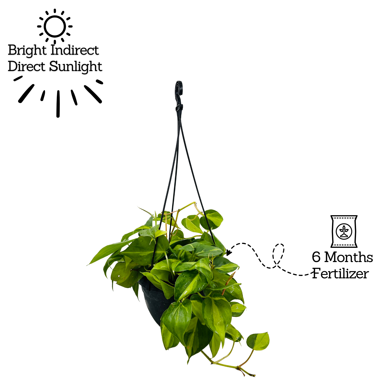 Philodendron Oxycardium Brasil With Hanging Pot (Home & Garden)