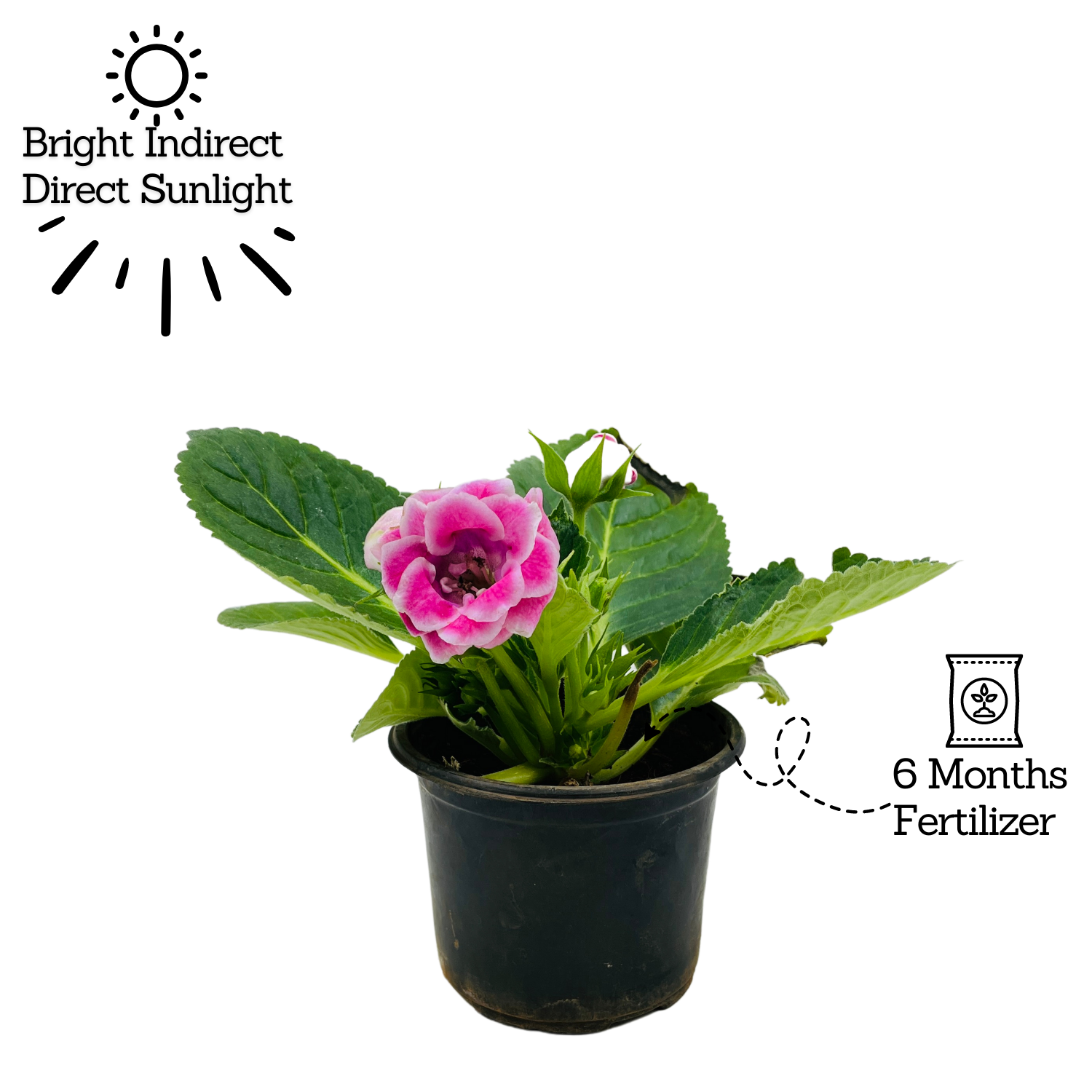 Gloxinia Plant (Any Color)- Live Flowering Plant in 10cm Pot (Home & Garden)