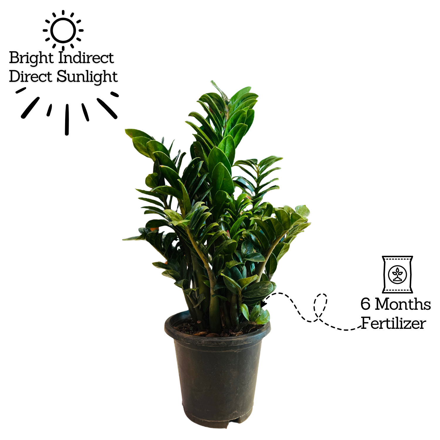 Zamioculcas zamiifolia ‘Zenzi’ Big Dwarf ZZ Plant- Live Plant in 8inch Pot (Home & Garden)