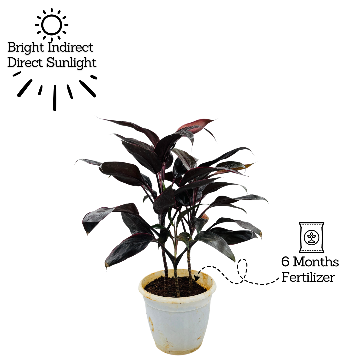 Dracaena Purple | Australis- Live Plant (Home & Garden)