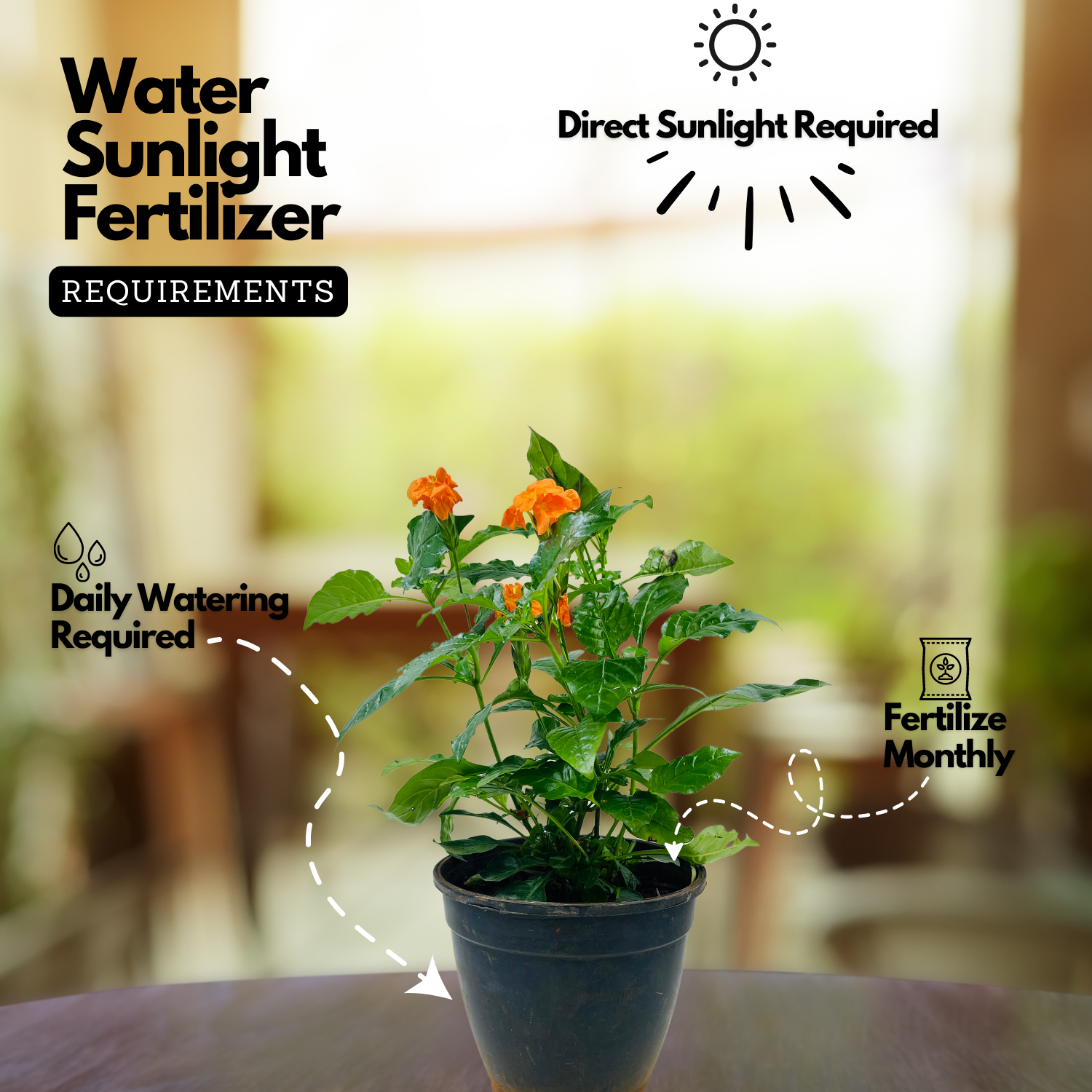 Kanakambaram | Aboli | Crossandra | Firecracker Flower (Crossandra Infundibuliformis) Flowering/Ornamental Live Plant (Home & Garden)