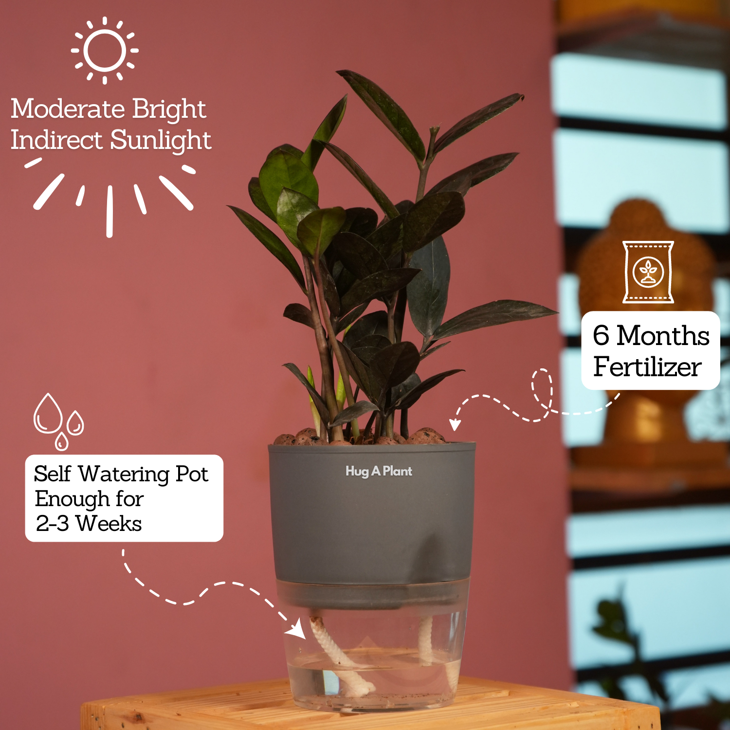 Zamioculcas Raven / Black ZZ Plant (Zamioculcas zamiifolia)- Live Plant (With Self-Watering Pot & Plant) (Home & Garden)