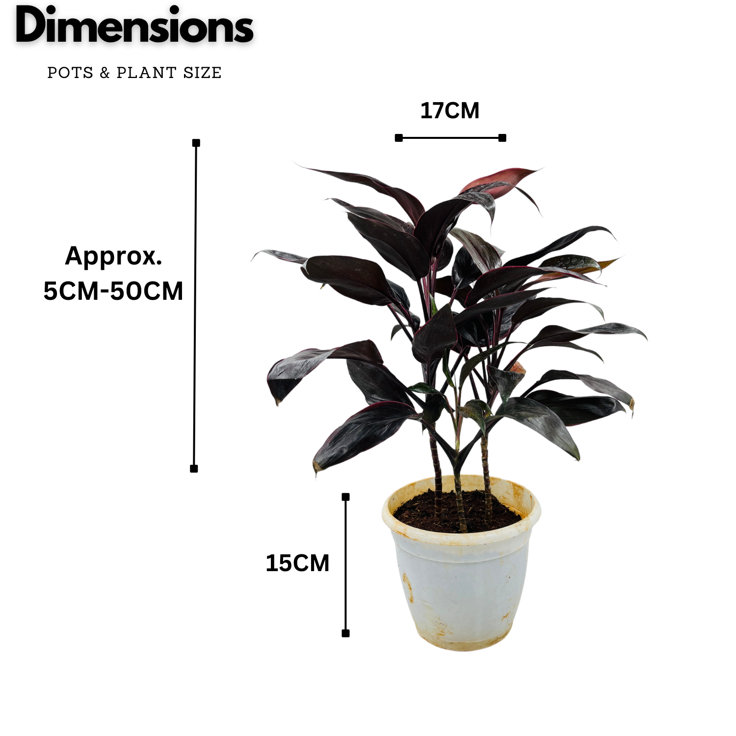 Dracaena Purple | Australis- Live Plant (Home & Garden)