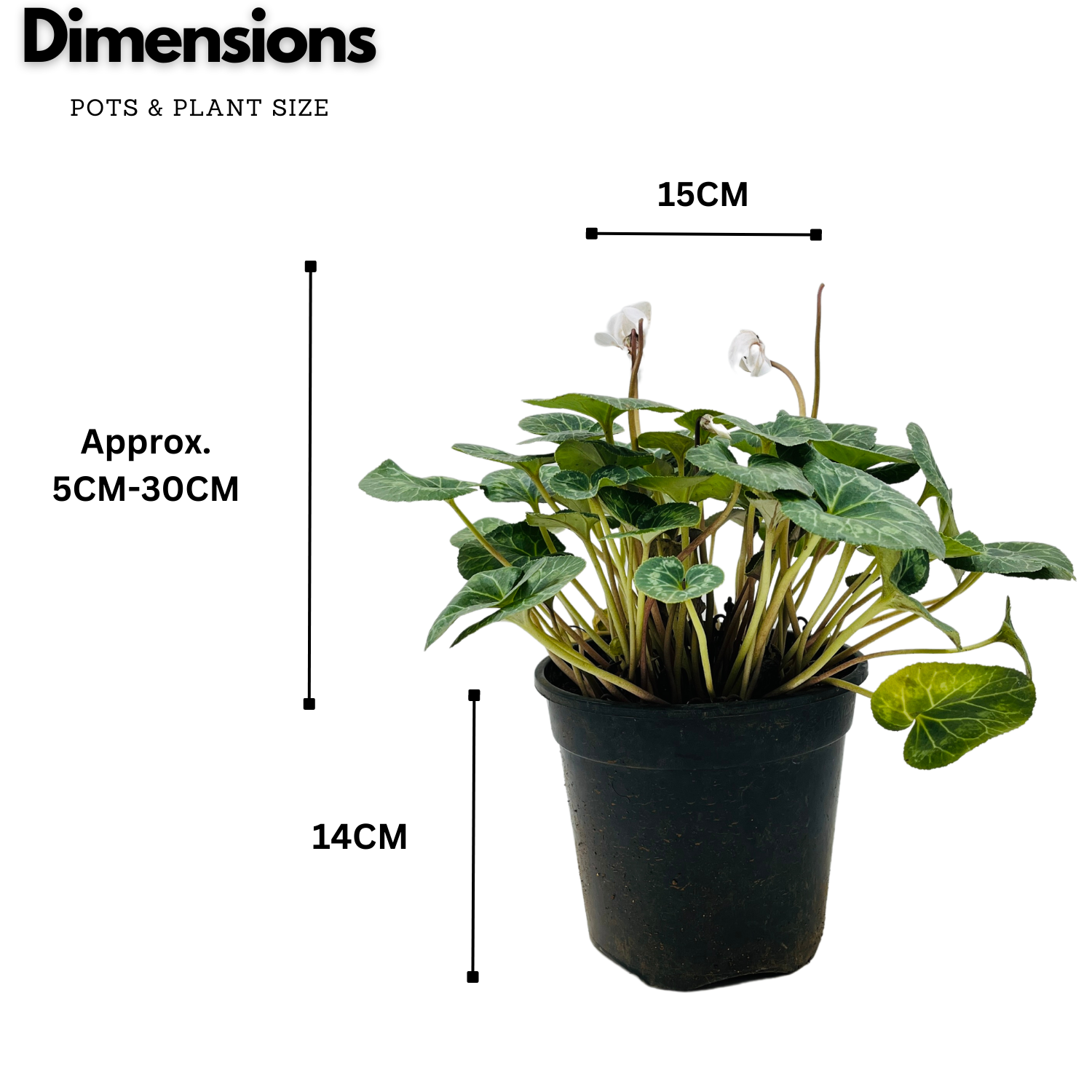 Cyclamen (Cyclamen persicum) (Any Colour)- Live Flowering Plant (Home & Garden)