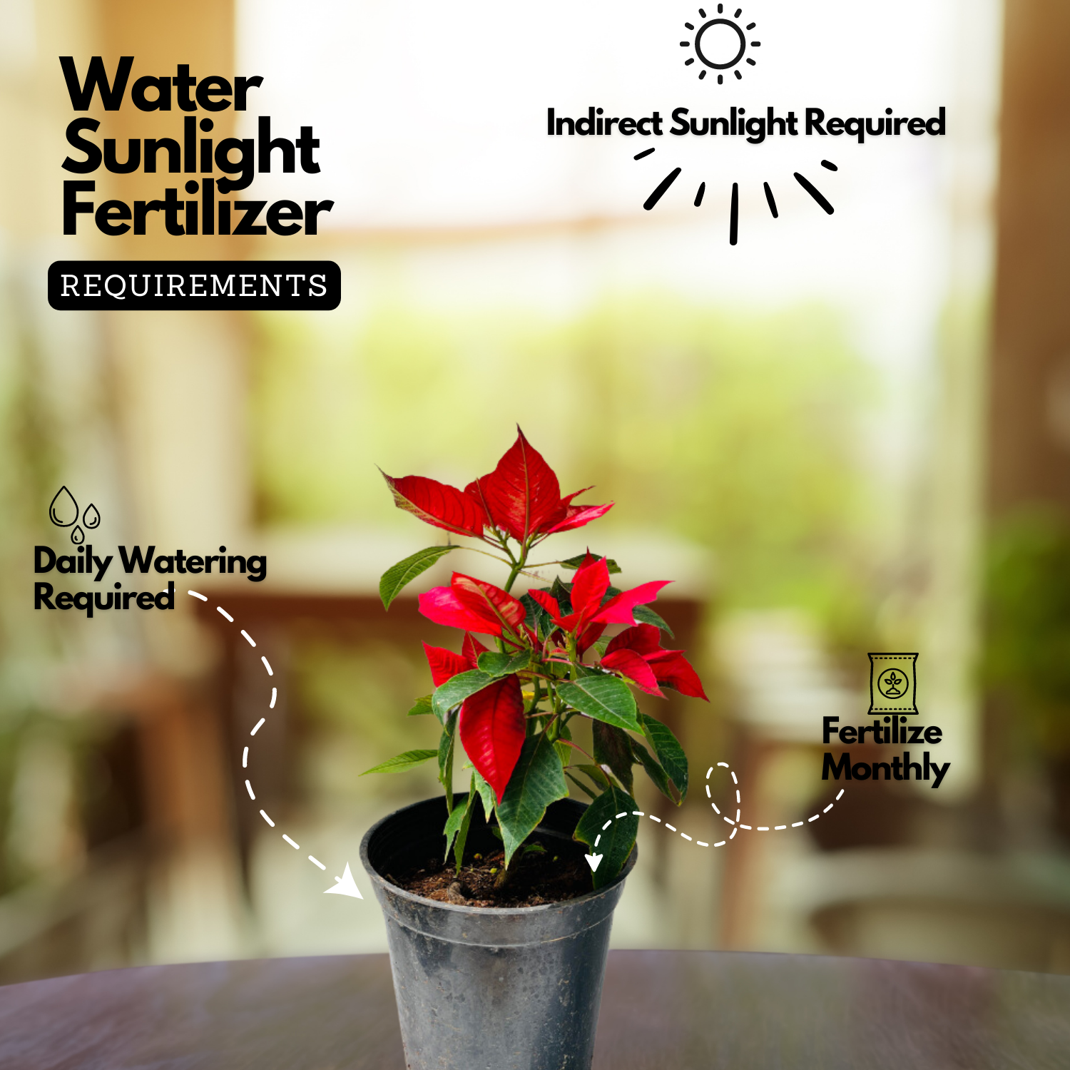 Red Poinsettia / Christmas Flower (Euphorbia pulcherrima) Flowering/Ornamental Live Plant (Home & Garden)