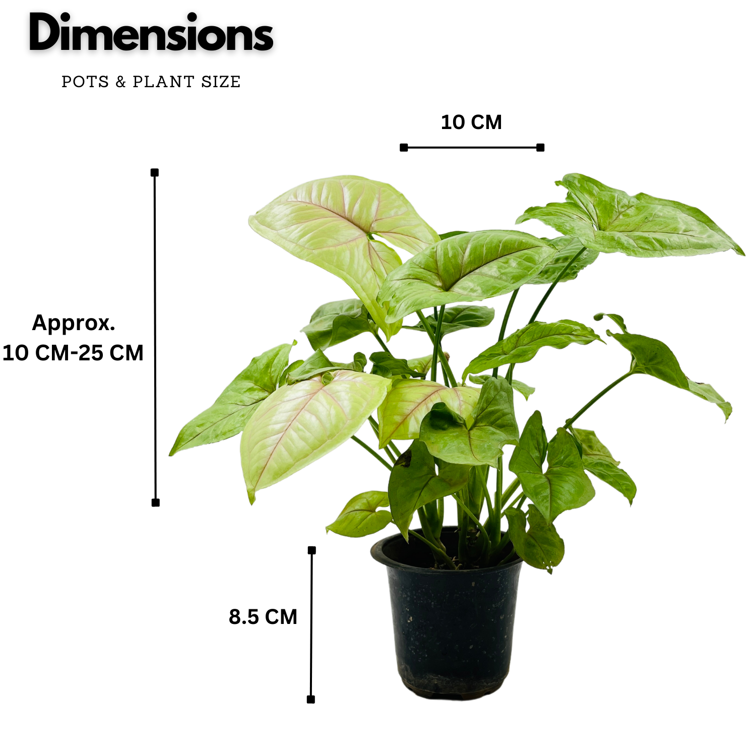 Syngonium Lemon (Syngonium Podophyllum) - Live Plant (Home & Graden)
