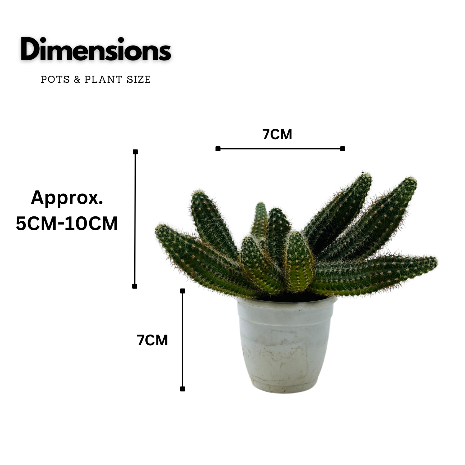 Peanut Cactus / Echinopsis chamaecereus - Live Cactus Plant In Pot (Home & Garden)
