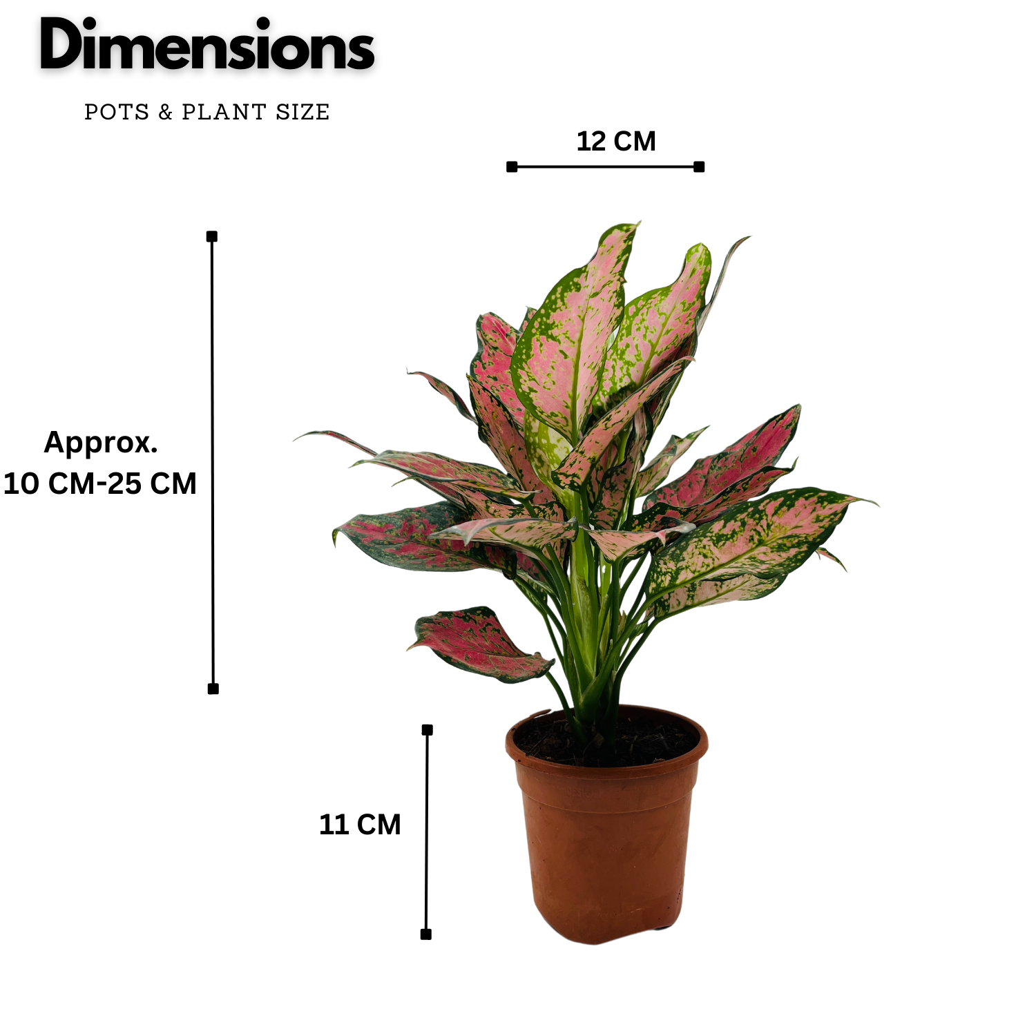 Aglaonema Red Valentine / Chinese Evergreen (Aglaonema commutatum)- Live Plant (Home & Garden)