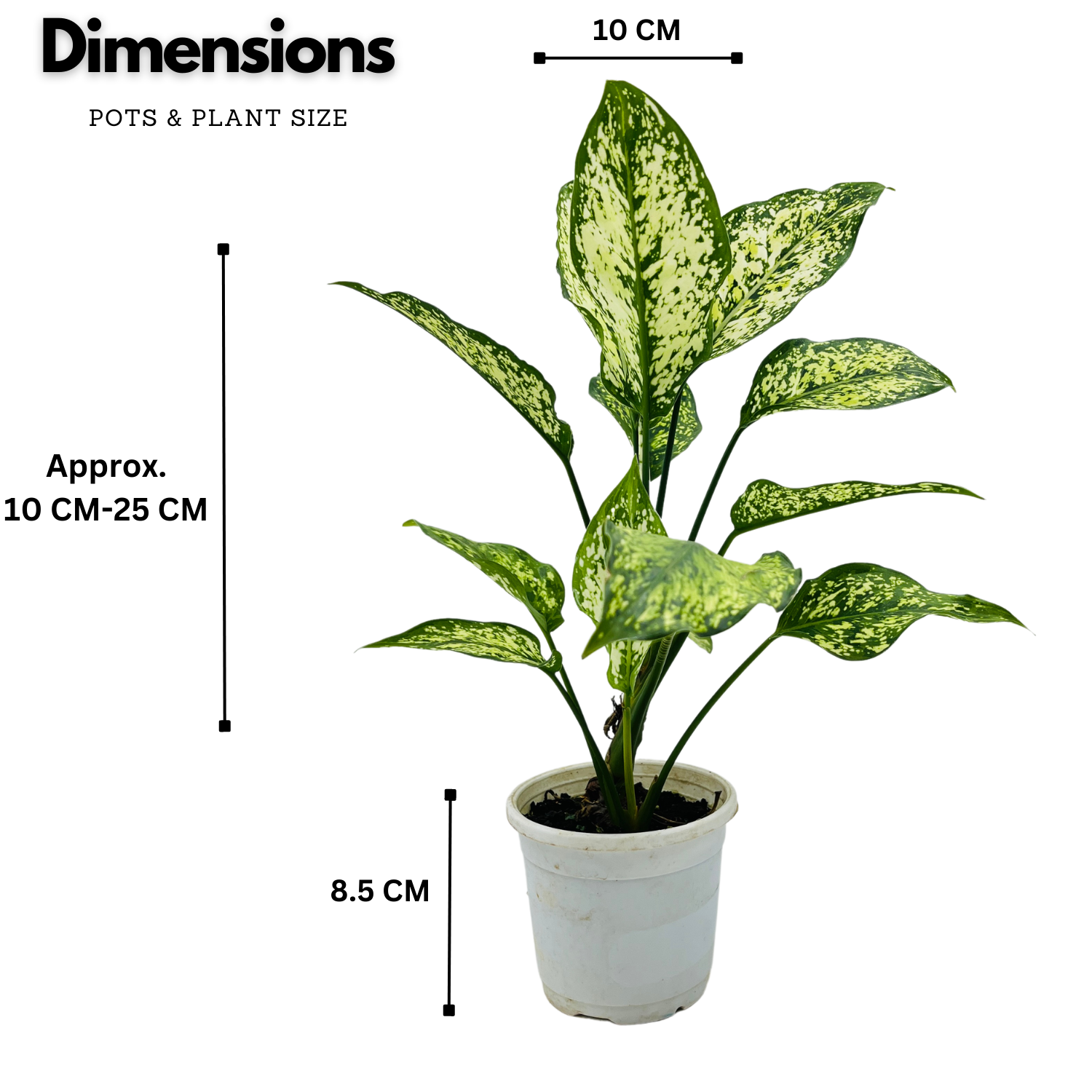 Aglaonema Snow White (Aglaonema Costatum)- Live Plant  (Home & Garden)