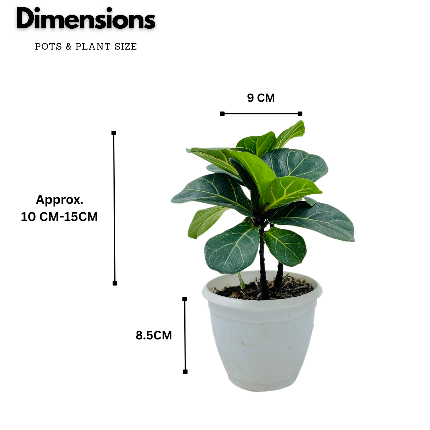 Fiddle-Leaf Fig Small (Ficus Lyrata) - Live Plant (Home & Graden)