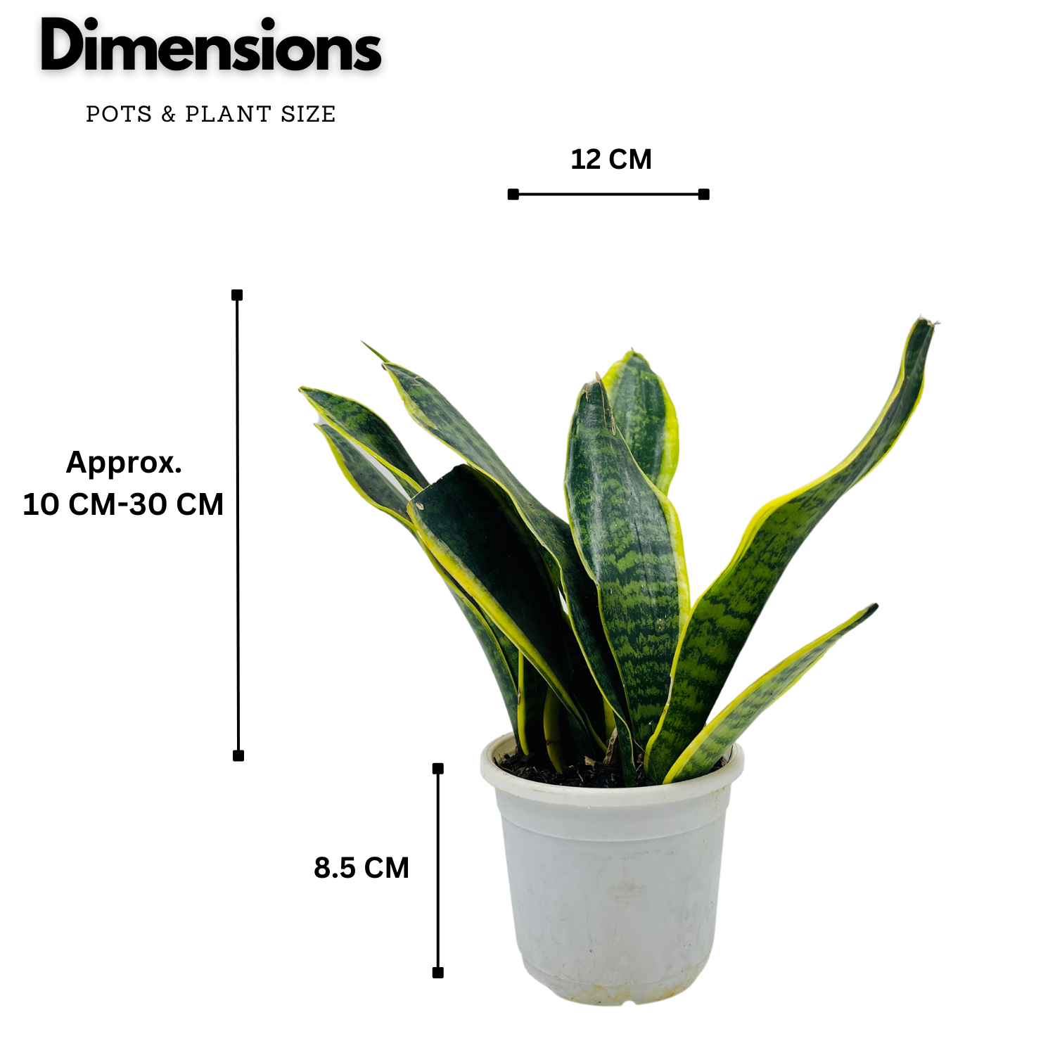 Sansevieria Trifasciata Superba / Snake Plant (Sansevieria trifasciata)- Live Plant  (Home & Garden)