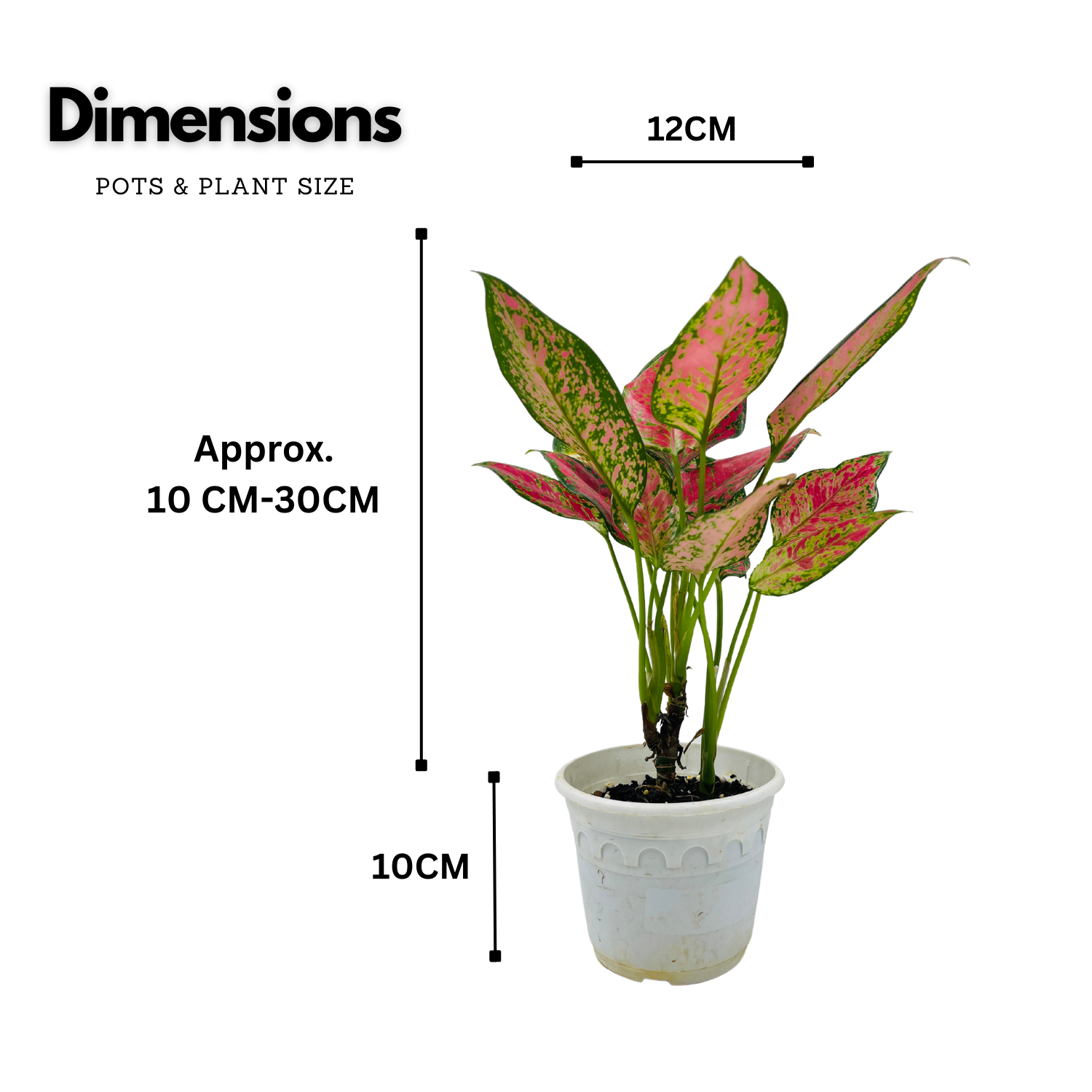 Aglaonema Anjuman Red- Live Plant (Home & Garden)