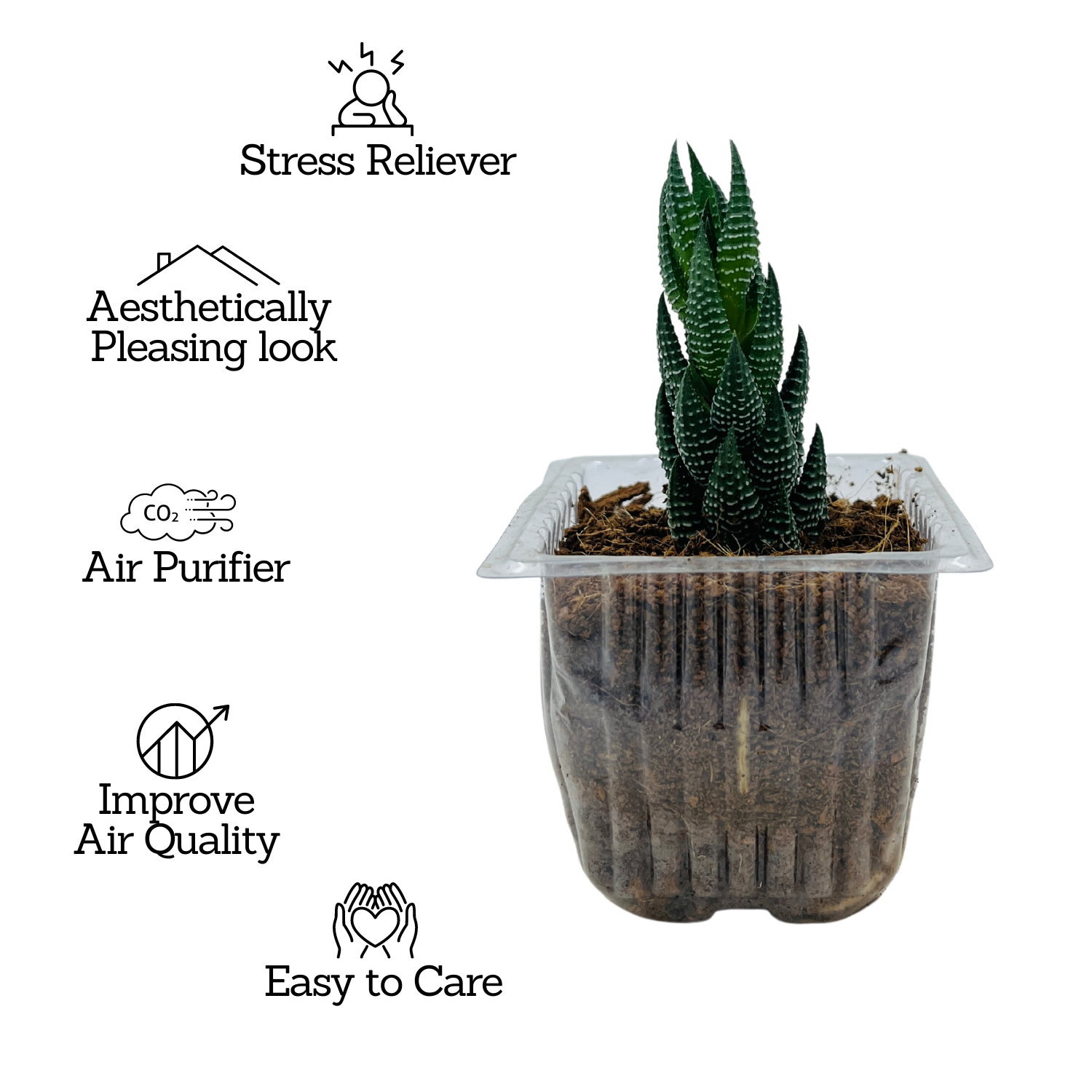 Zebra Haworthia Cone | Haworthia Attenuata - Live Plant (Home & Garden)