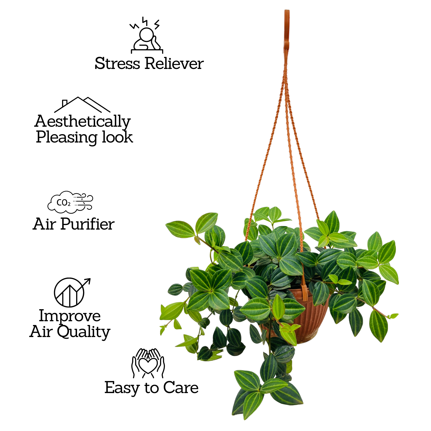 Peperomia Angulata Hanging Plant With Pot