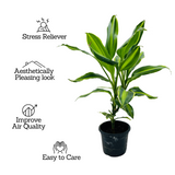 Dracena Darasingh Miniature (Dracaena massangena) - Live Plant (Home & Garden)