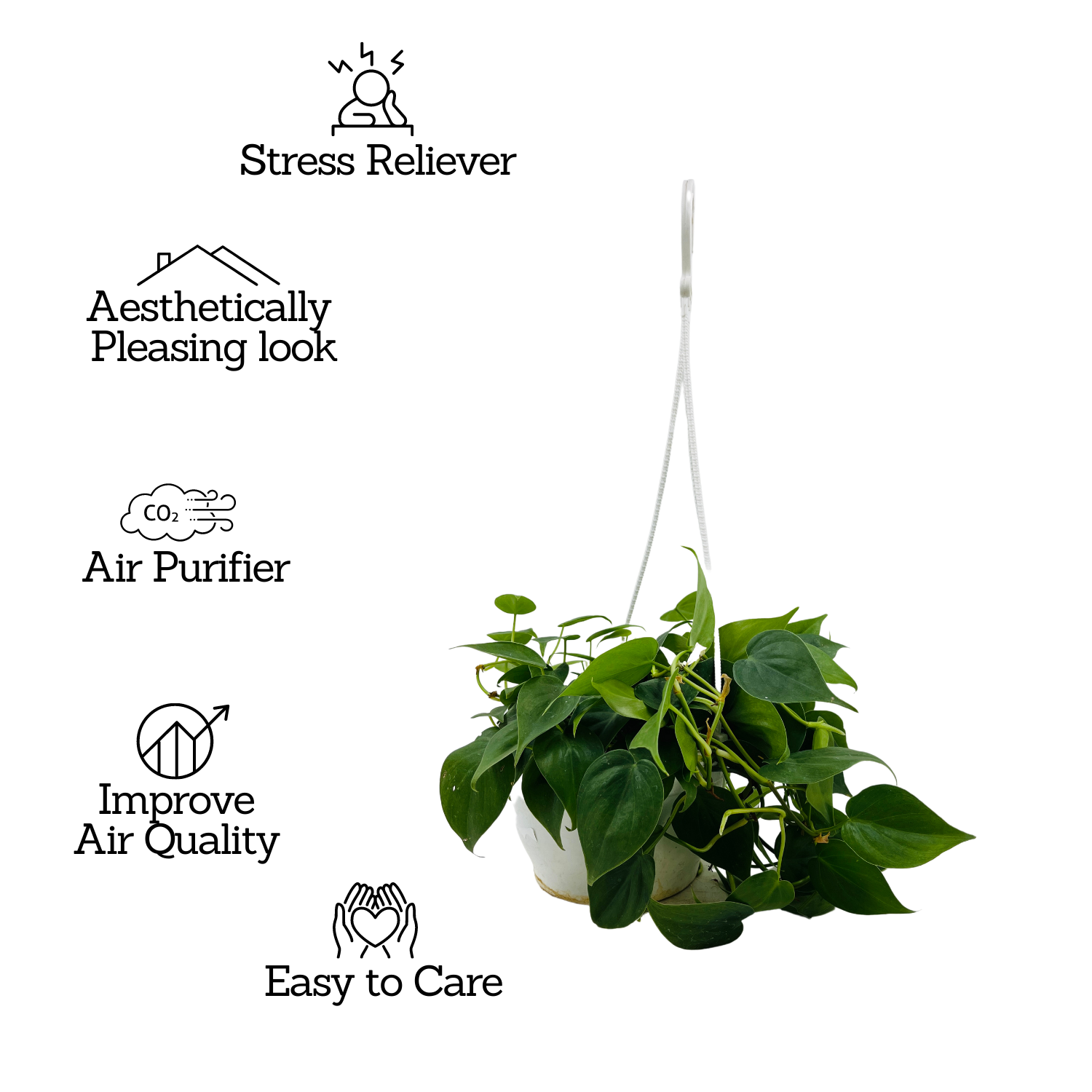 Philodendron Oxycardium Green Plant With Hanging Pot