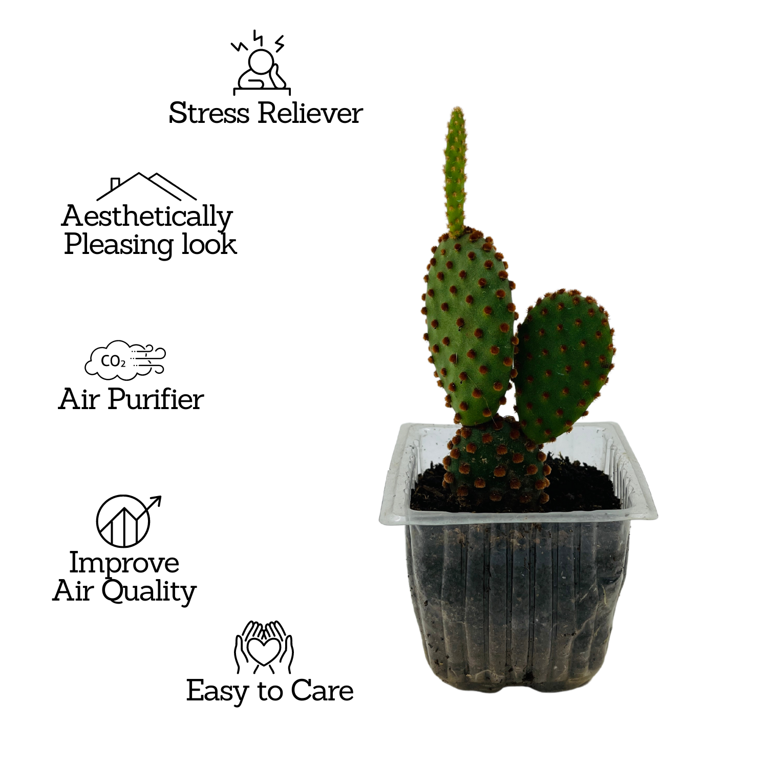 Bunny Ear Cactus (Opuntia microdasys)- Live Plant (Home & Garden)