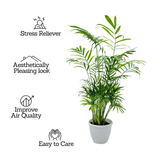Parlour Palm | Bamboo palm | Chamaedorea Palm (Chamaedorea seifrizii) - Live Plant For Indoor (Home & Garden)