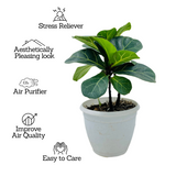 Fiddle-Leaf Fig Small (Ficus Lyrata) - Live Plant (Home & Graden)