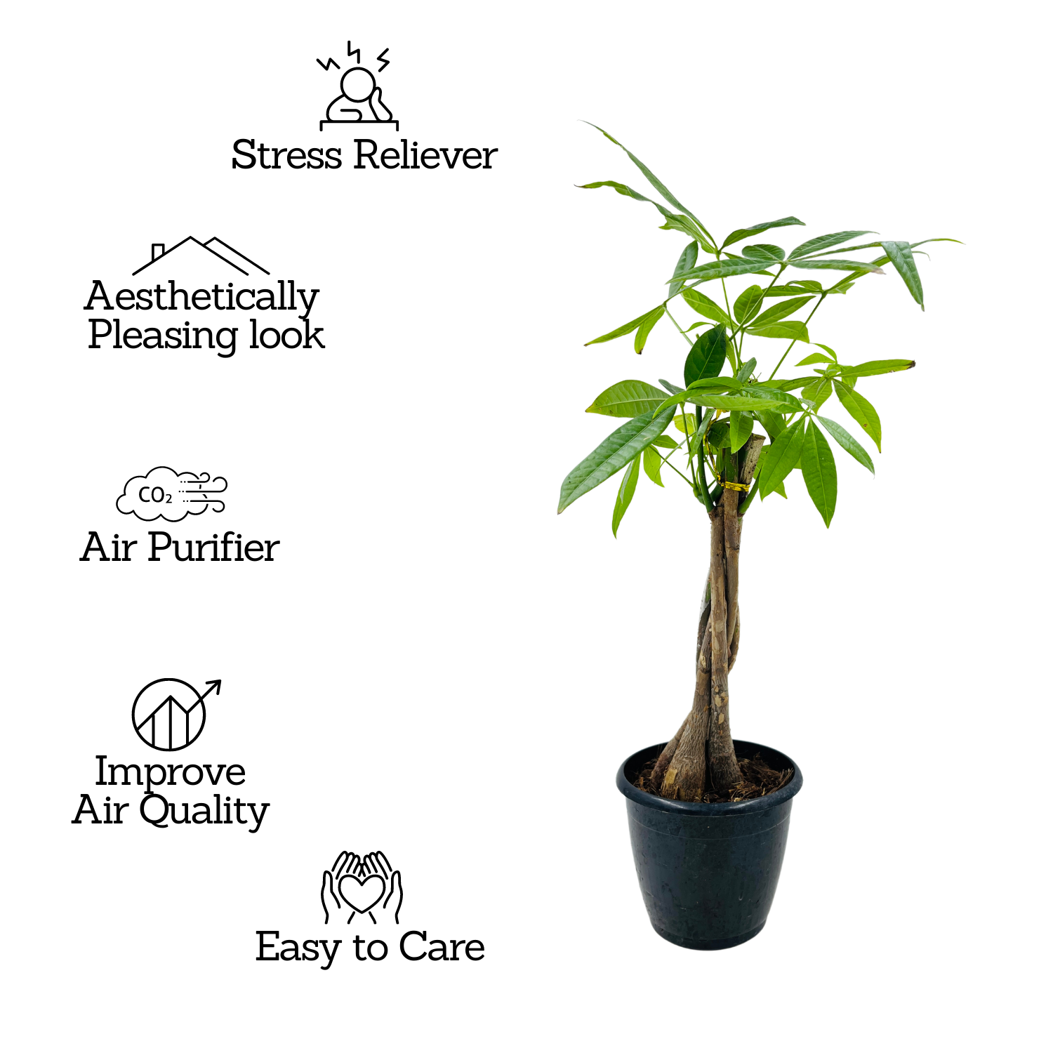Pachira Money Plant Tree Braided | Malabar Chestnut (Pachira aquatica)- Live Plant in 12cm Pot (Home & Garden)