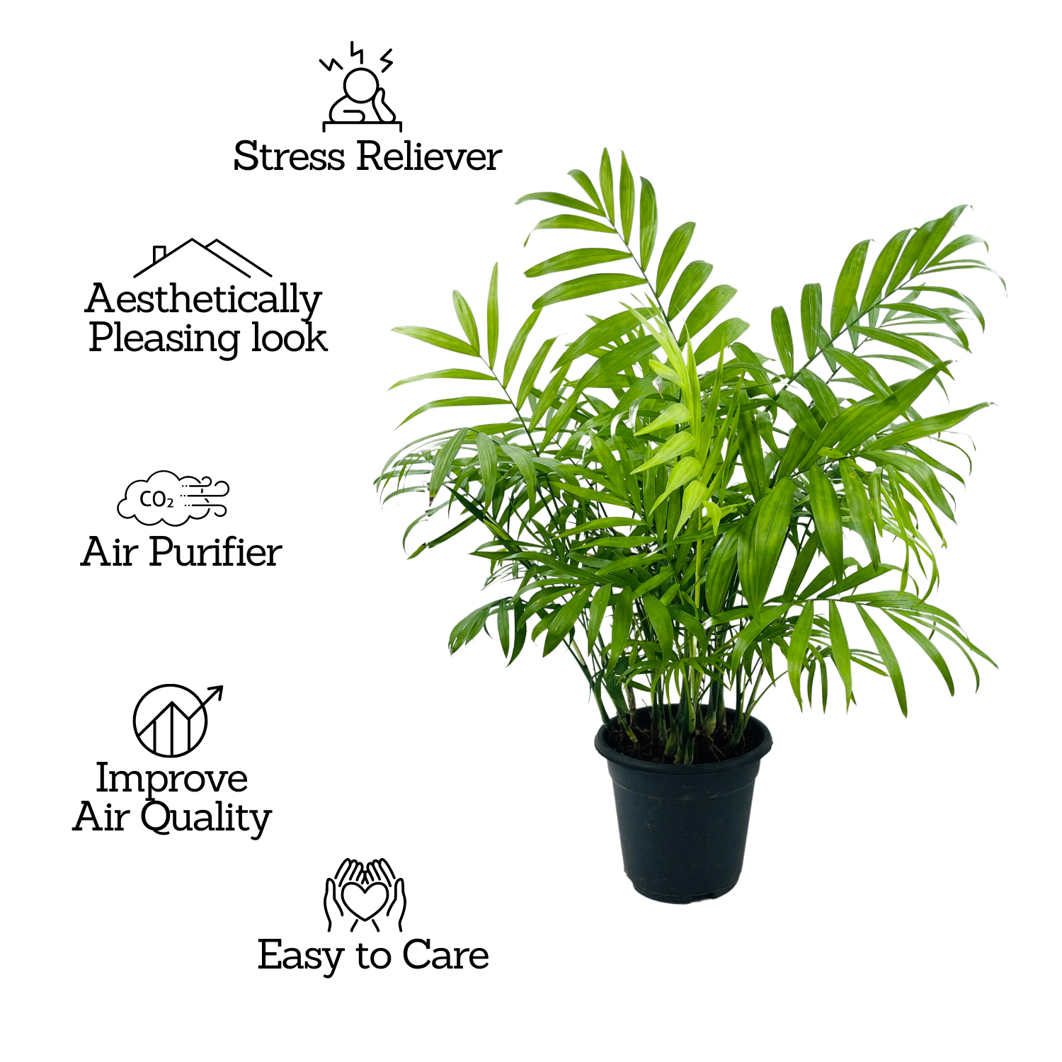 Chamaedorea Palm (Chamaedorea seifrizii) - Live Plant For Indoor (Home & Garden)