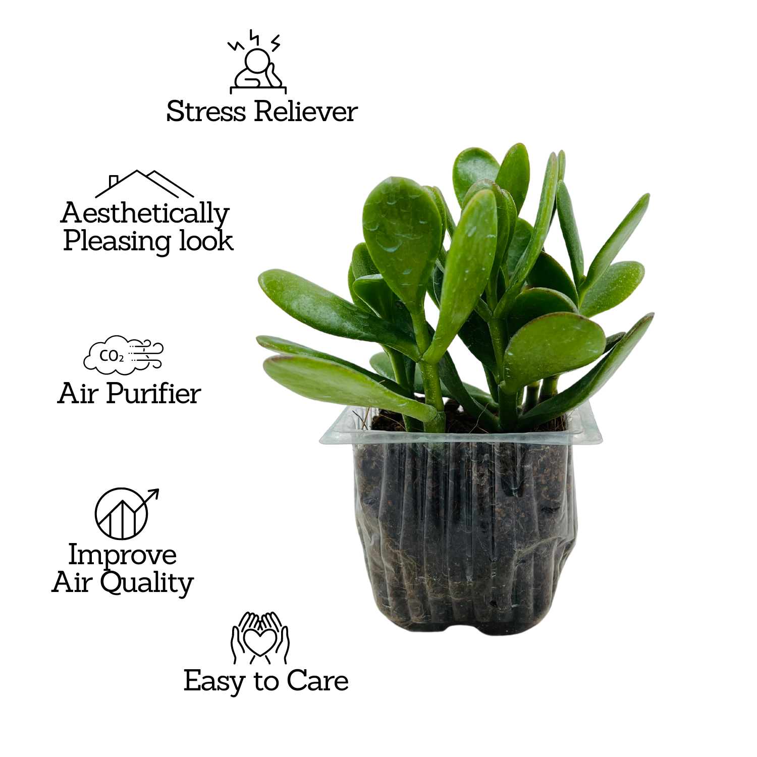 Crassula Ovata | Jade Plant (Opuntia microdasys)- Live Plant (Home & Garden)