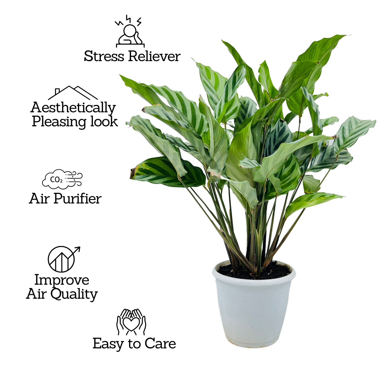 Calathea Freddie / Peacock Plant- Live Plant (Home & Graden)