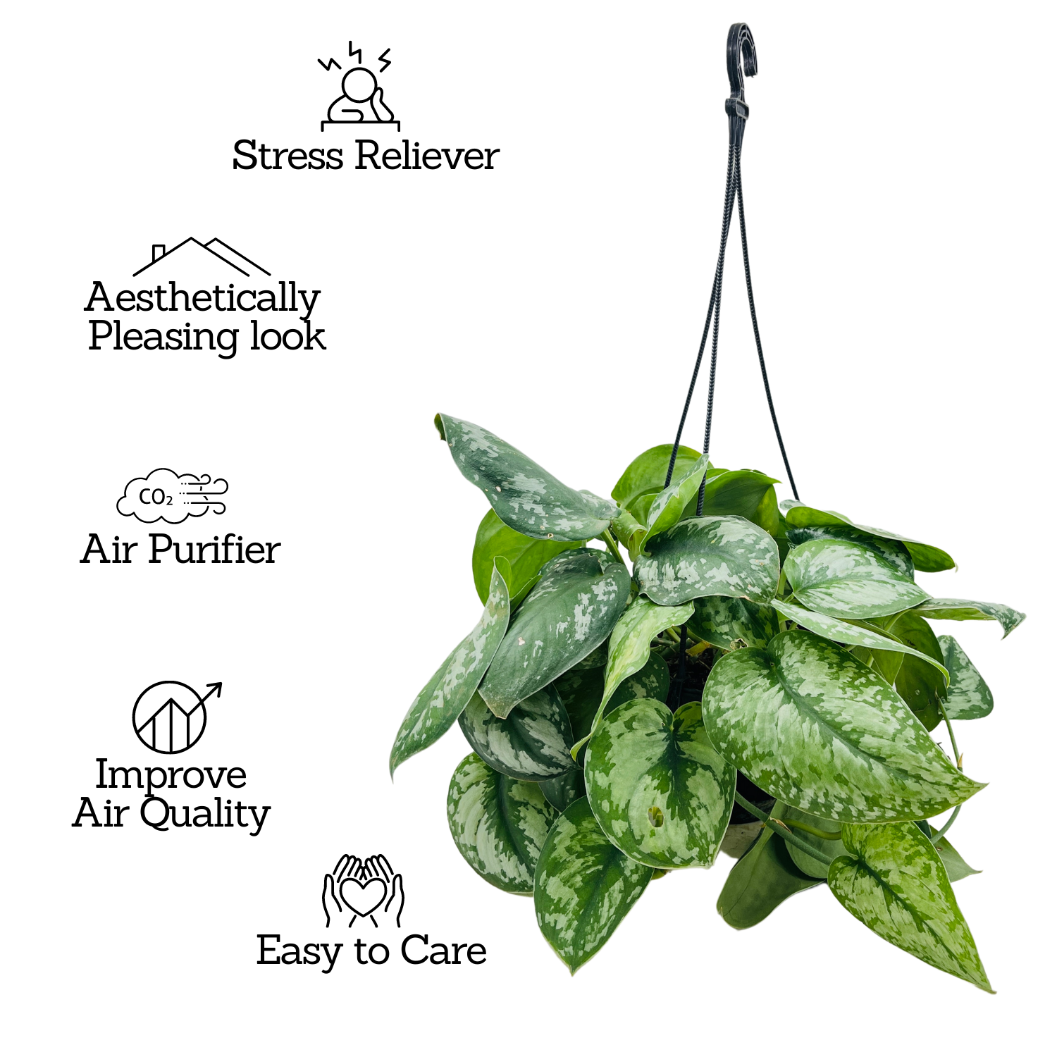 Silver Pictus / Silver Satin Pothos Hanging Plant With Pot