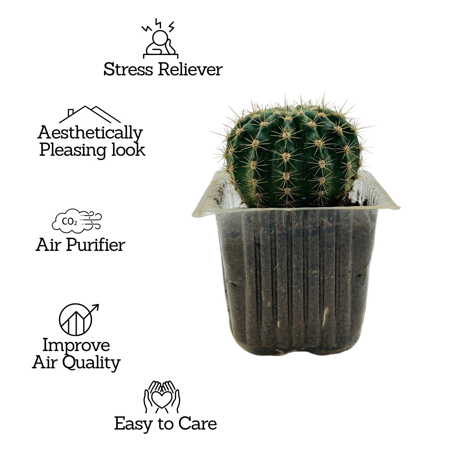 Ball Cactus / Echinopsis Calochlora - Live Plant (Home & Garden)