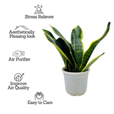 Sansevieria Trifasciata Superba / Snake Plant (Sansevieria trifasciata)- Live Plant  (Home & Garden)