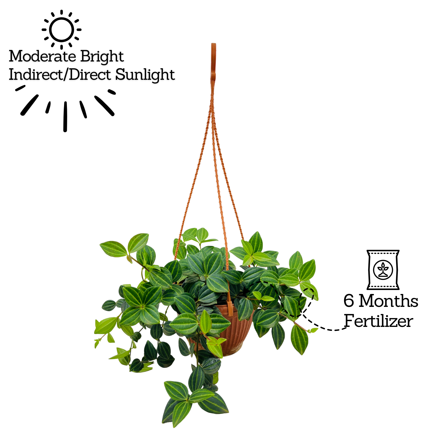 Peperomia Angulata Hanging Plant With Pot