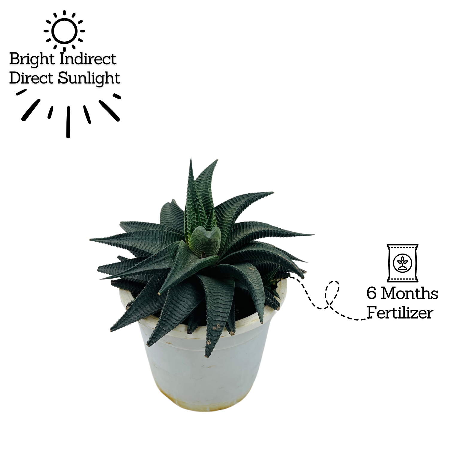 Haworthia Limifolia - Live Succulent Plant in 12cm Pot (Home & Garden)