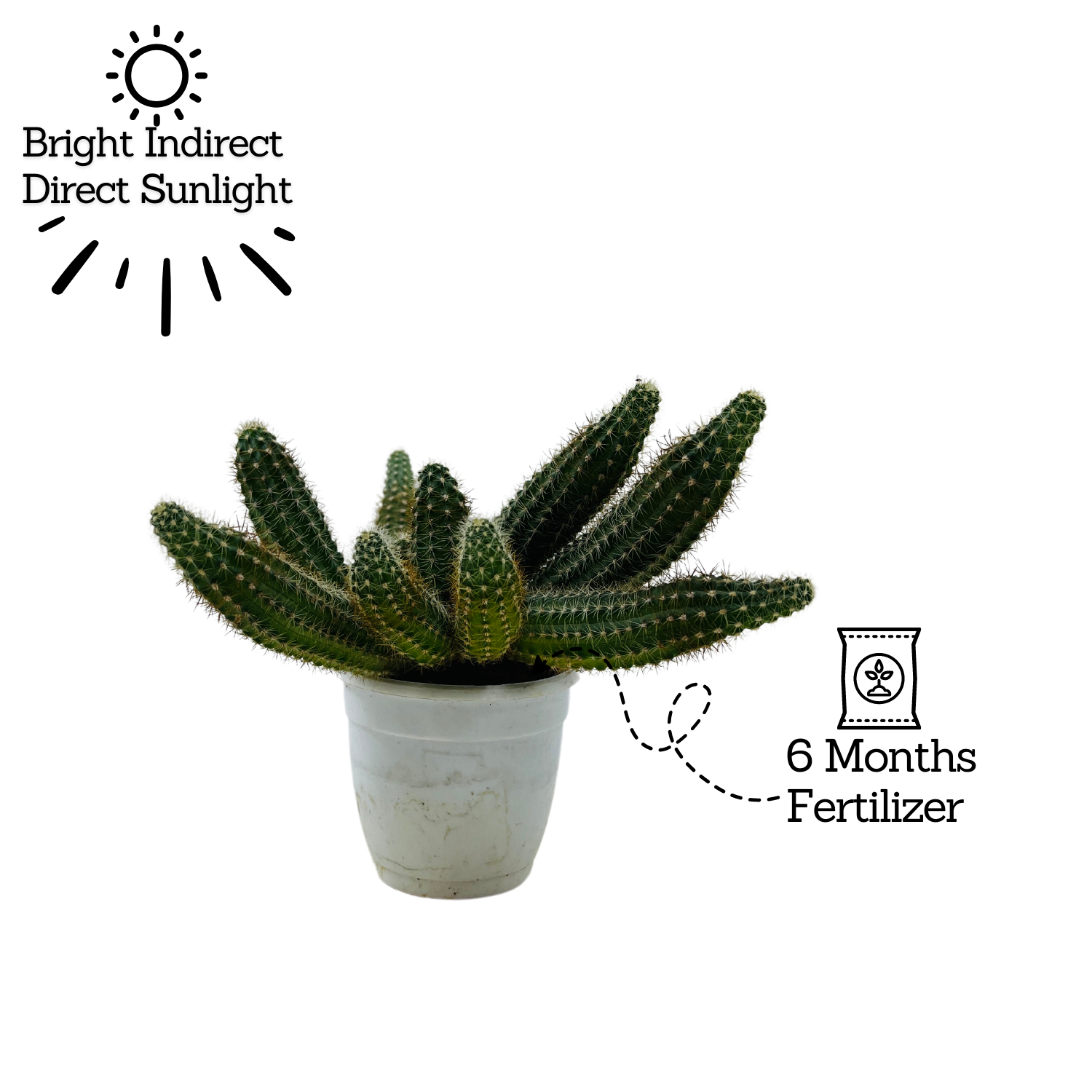 Peanut Cactus / Echinopsis chamaecereus - Live Cactus Plant In Pot (Home & Garden)
