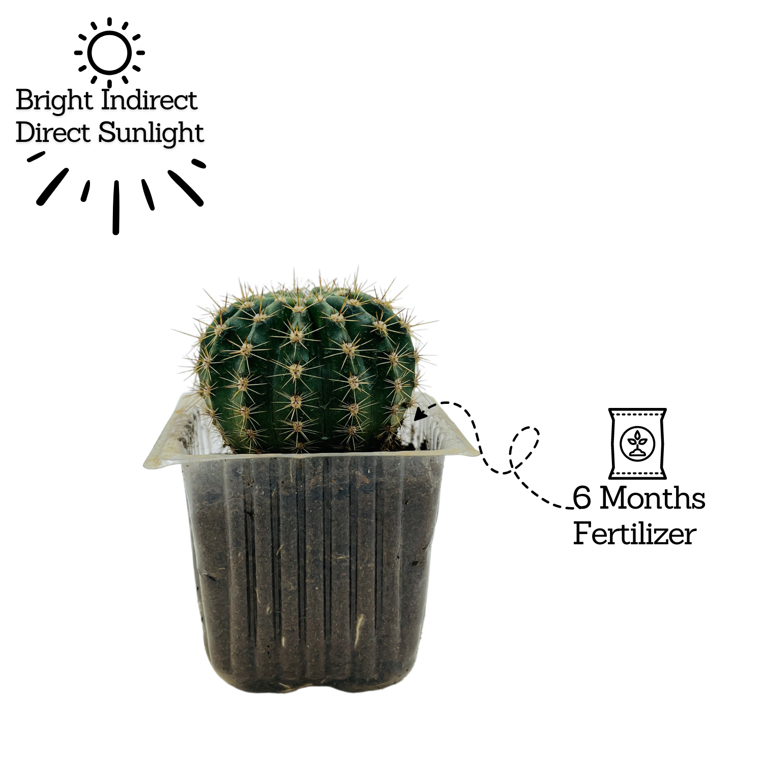 Ball Cactus / Echinopsis Calochlora - Live Plant (Home & Garden)
