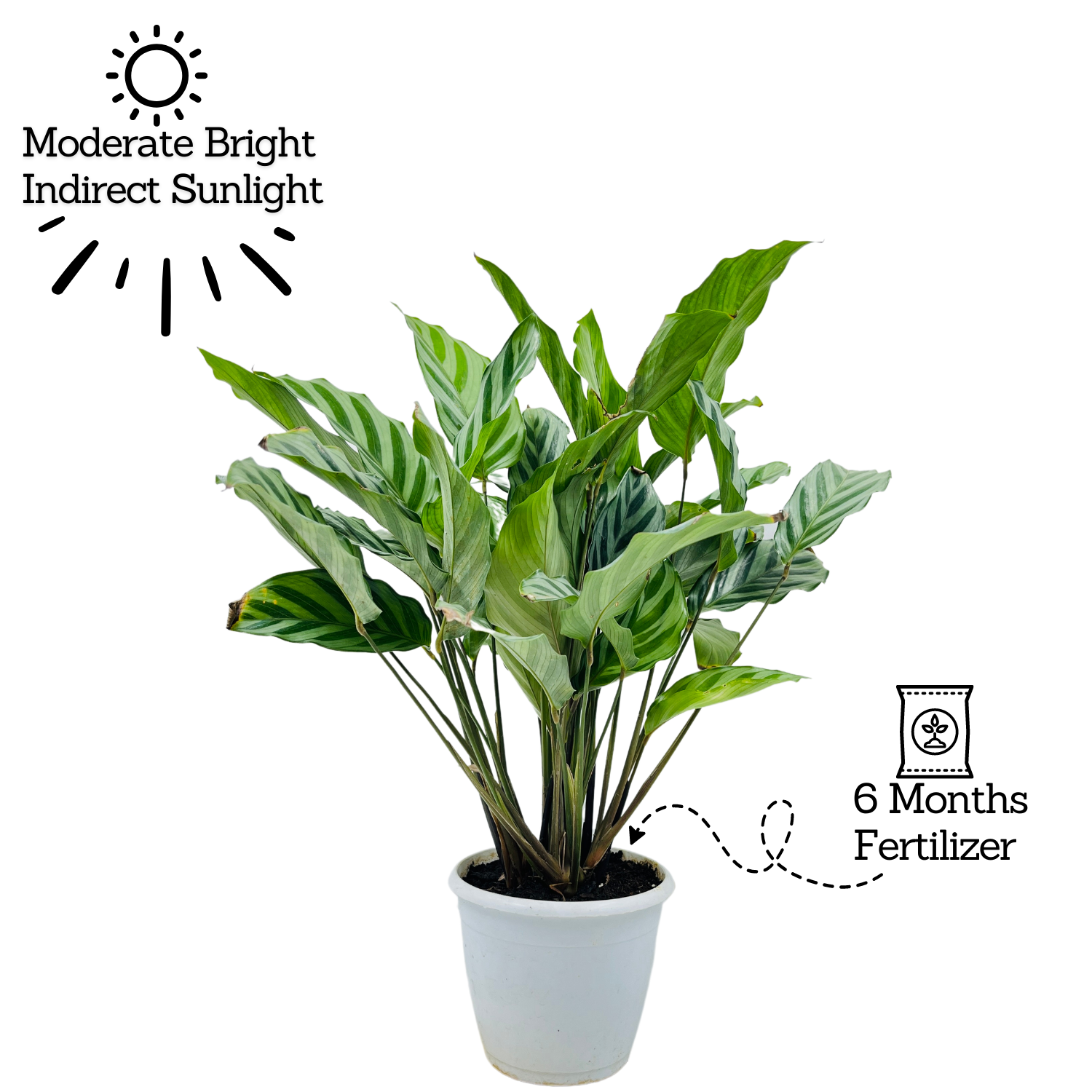 Calathea Freddie / Peacock Plant- Live Plant (Home & Graden)