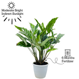 Calathea Freddie / Peacock Plant- Live Plant (Home & Graden)