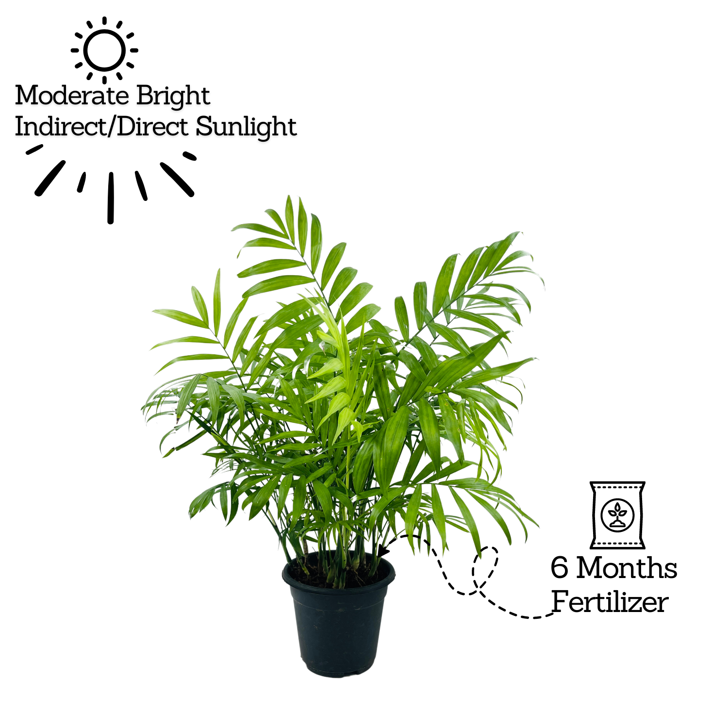 Chamaedorea Palm (Chamaedorea seifrizii) - Live Plant For Indoor (Home & Garden)