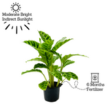 Calathea Zebrina / Zebra Plant - Live Plant (Home & Graden)