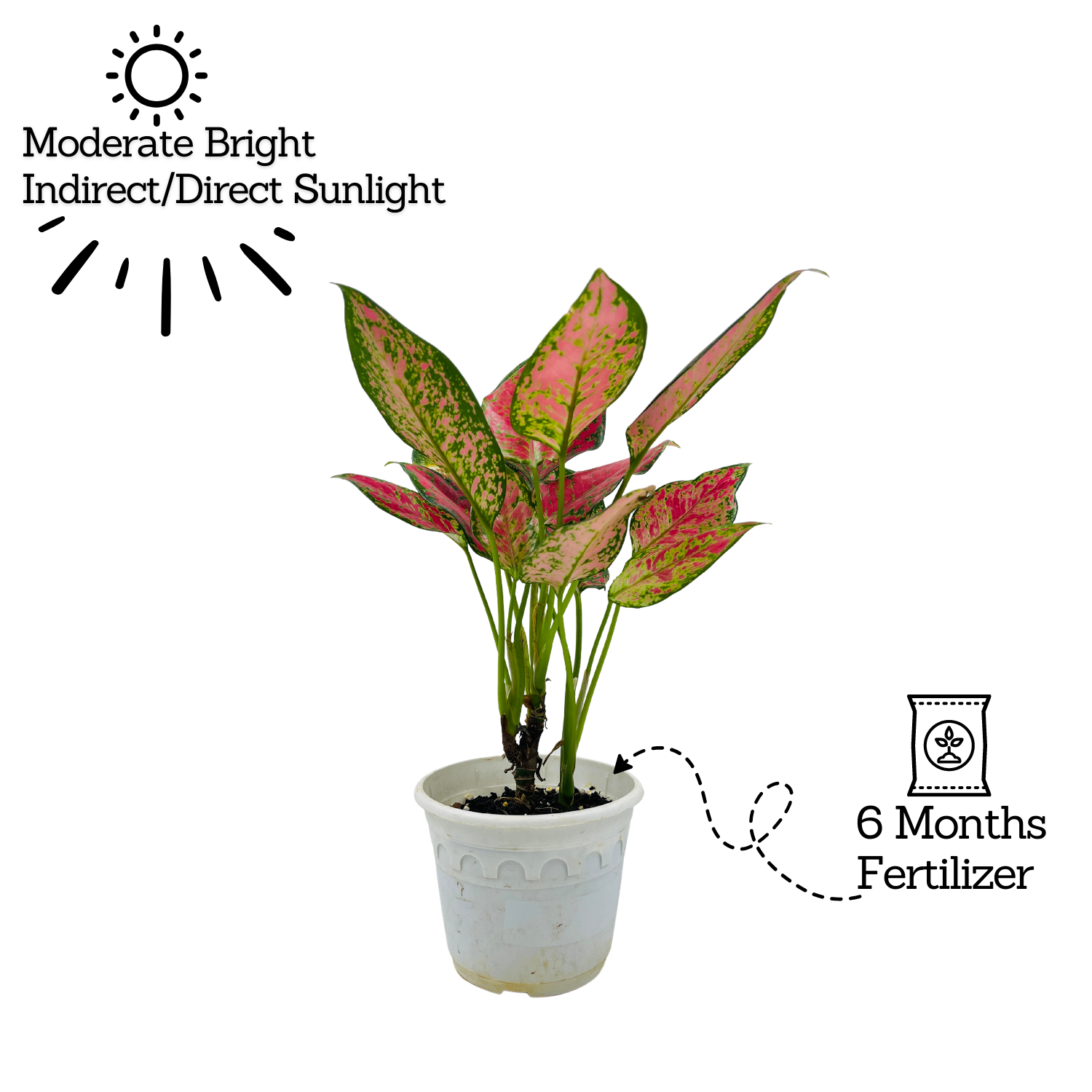 Aglaonema Anjuman Red- Live Plant (Home & Garden)