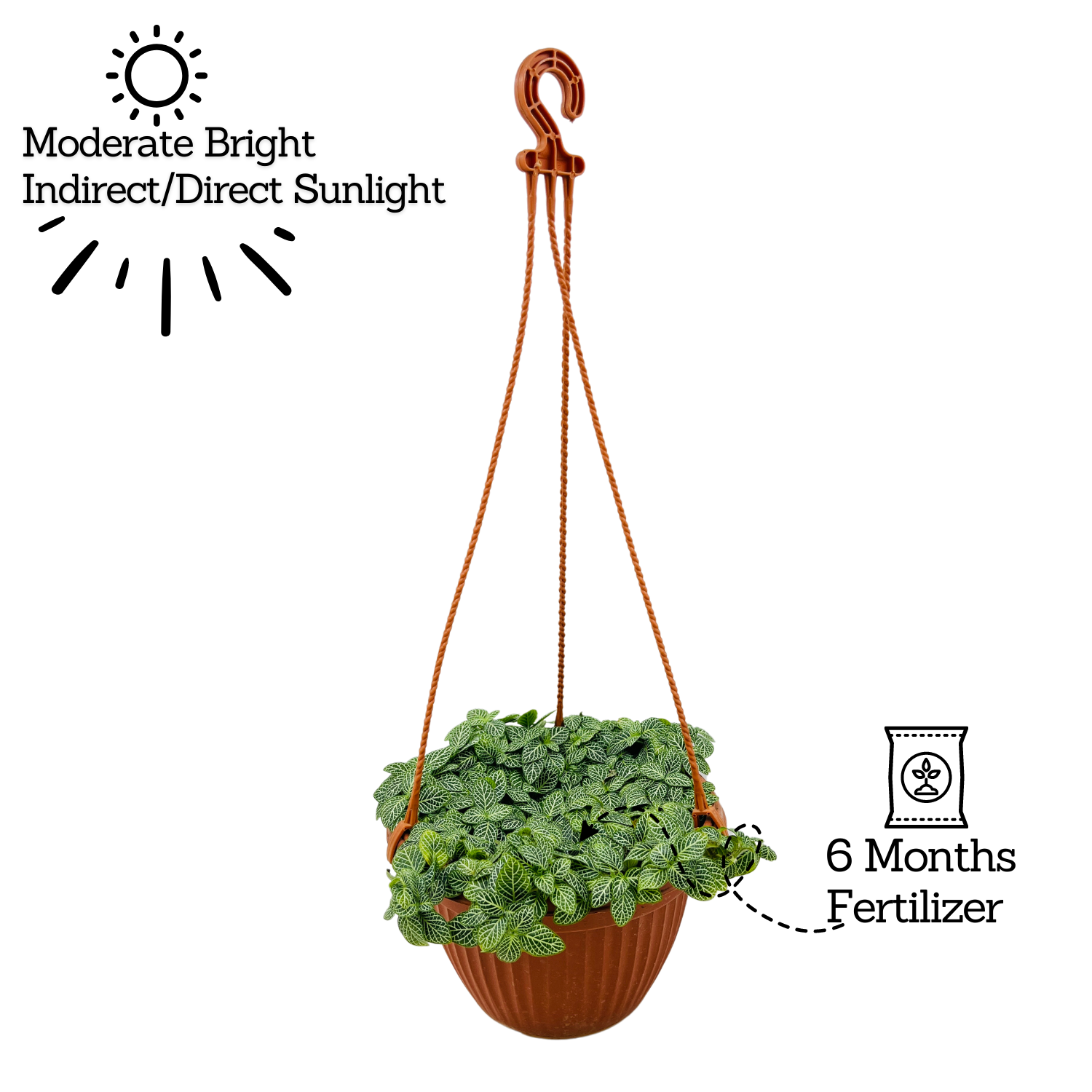 Fittonia Green Plant Hanging With Pot