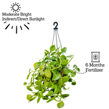 Peperomia Green Creeper Hanging Plant With Pot