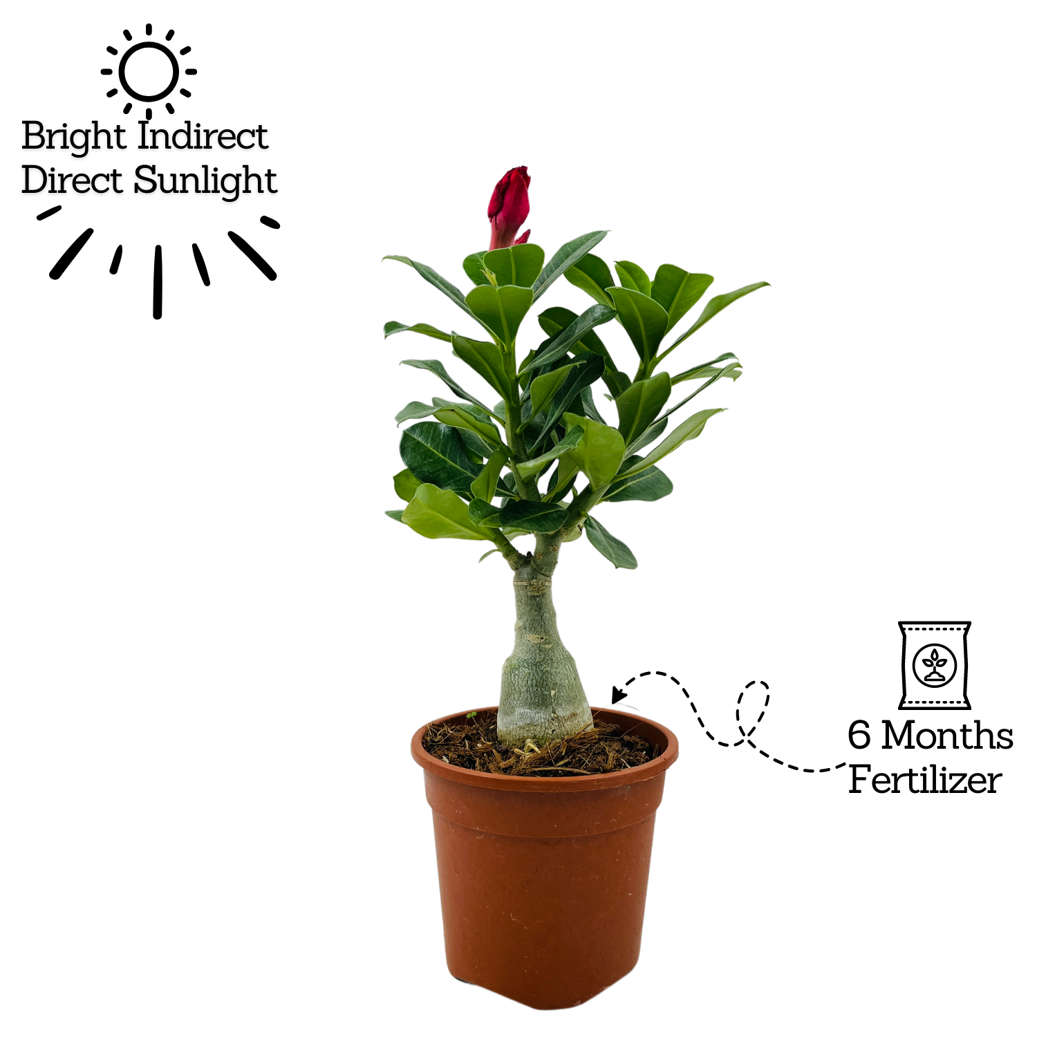 Adenium Plant | Desert Rose (Grafted, Any Color)- Live Plant (Home & Garden)