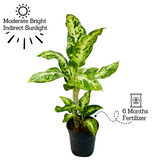 Dieffenbachia Sparkles - Live Plant (Home & Graden)