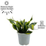 Sansevieria Crooked / Snake Plant (Dracaena trifasciata)- Live Plant in pot  (Home & Garden)