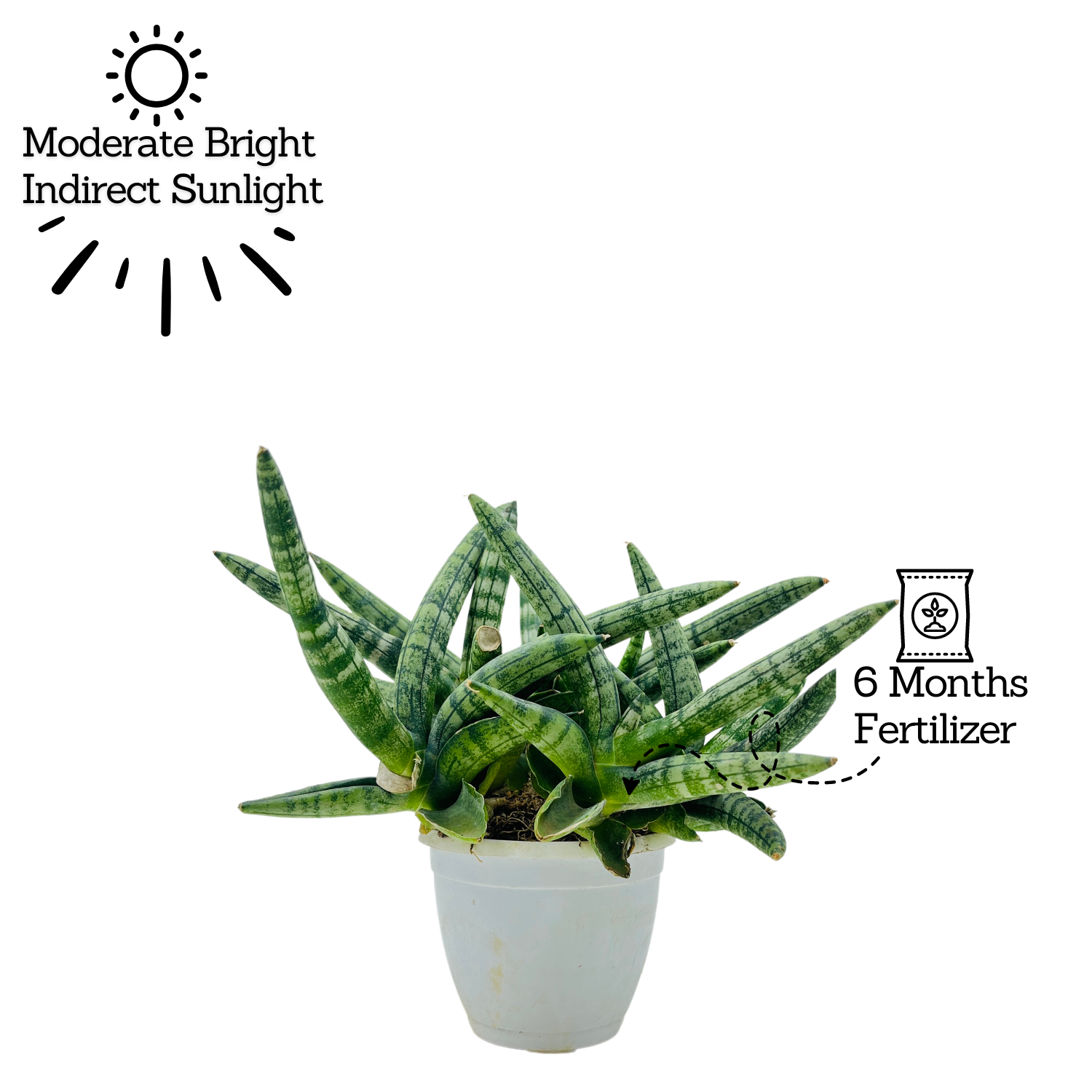 Sanseveria Boncel / Starfish Plant ( Sansevieria cylindrica)- Live Plant  (Home & Garden)