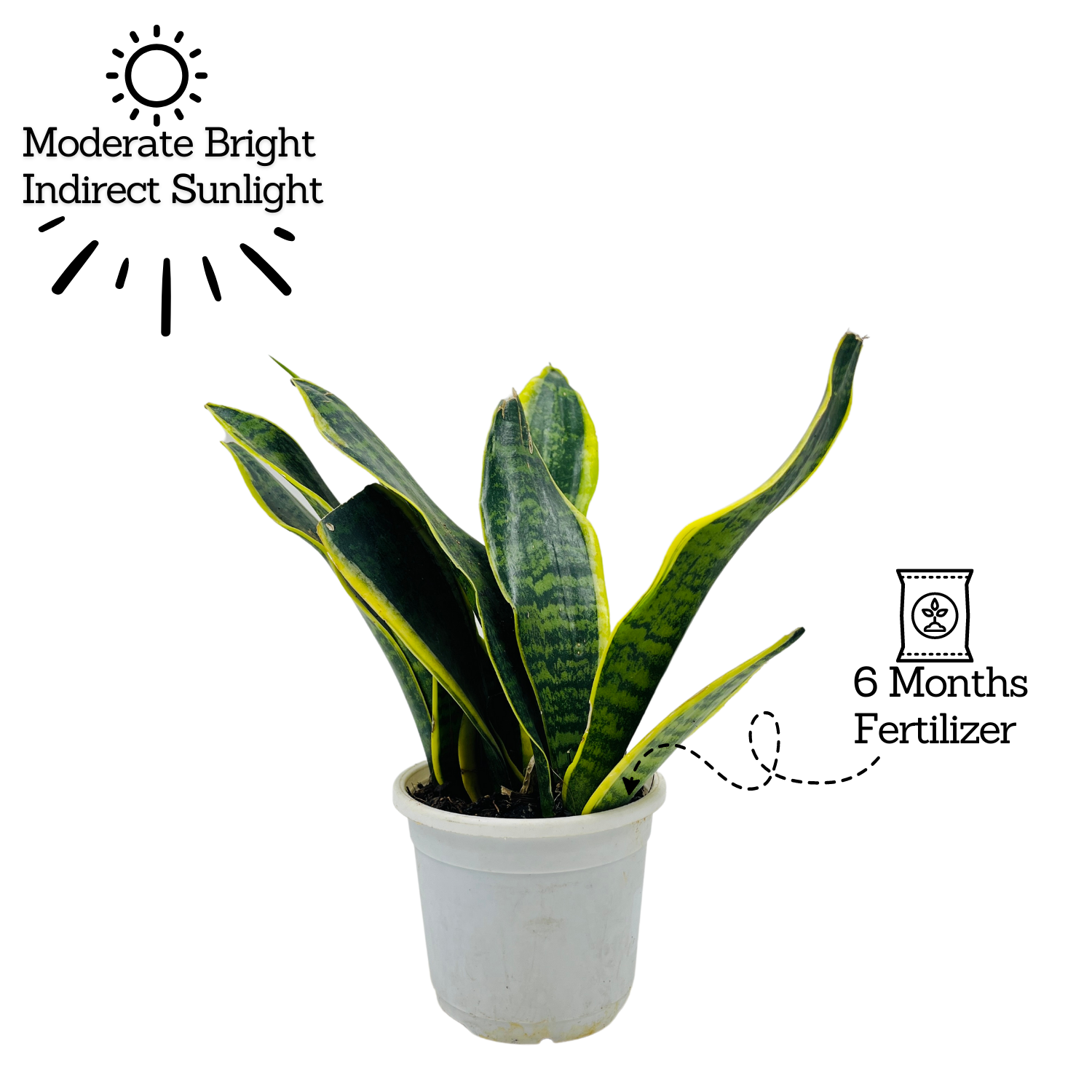 Sansevieria Trifasciata Superba / Snake Plant (Sansevieria trifasciata)- Live Plant  (Home & Garden)