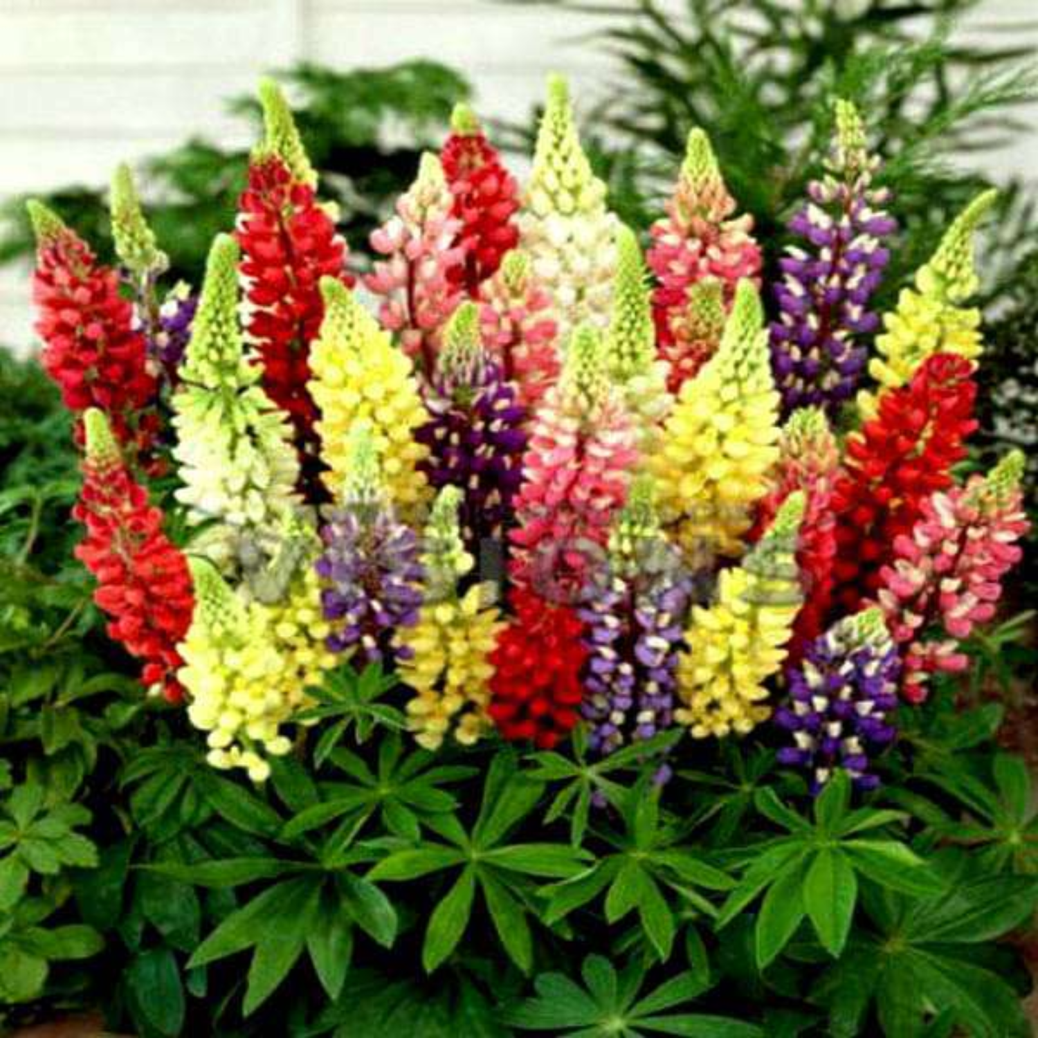 Lupin Dwarf Mixed Color Flower Seeds (50 Seeds) (Home & Garden)