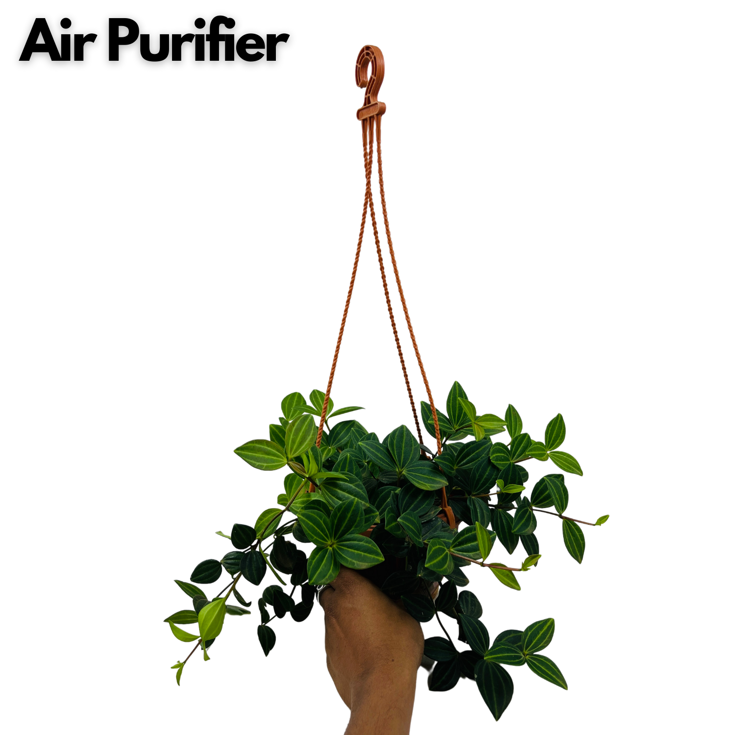 Peperomia Angulata Hanging Plant With Pot