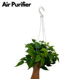 Philodendron Oxycardium Green Plant With Hanging Pot